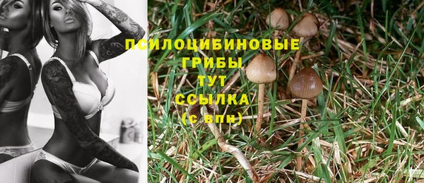 прущие грибы Сафоново